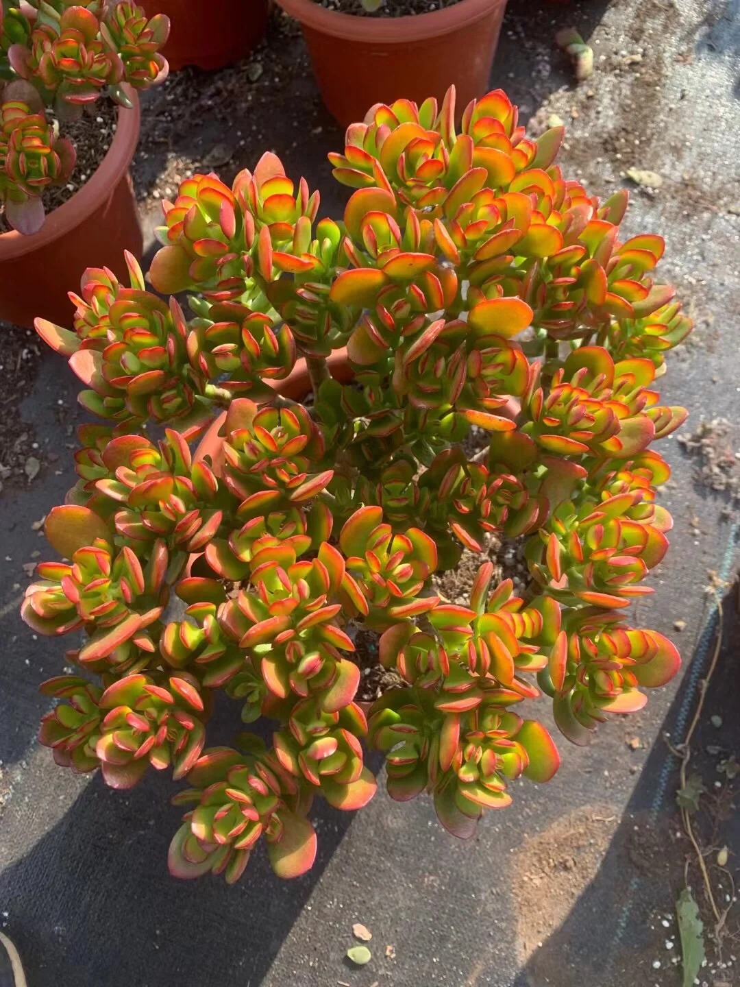 🎁Last Day 70% OFF🔥Campfire Crassula – Fiery Red & Rare!
