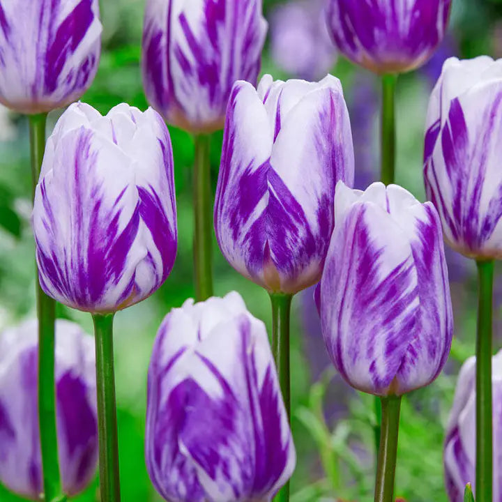 Bonsai Rare Color Tulip Seeds #19