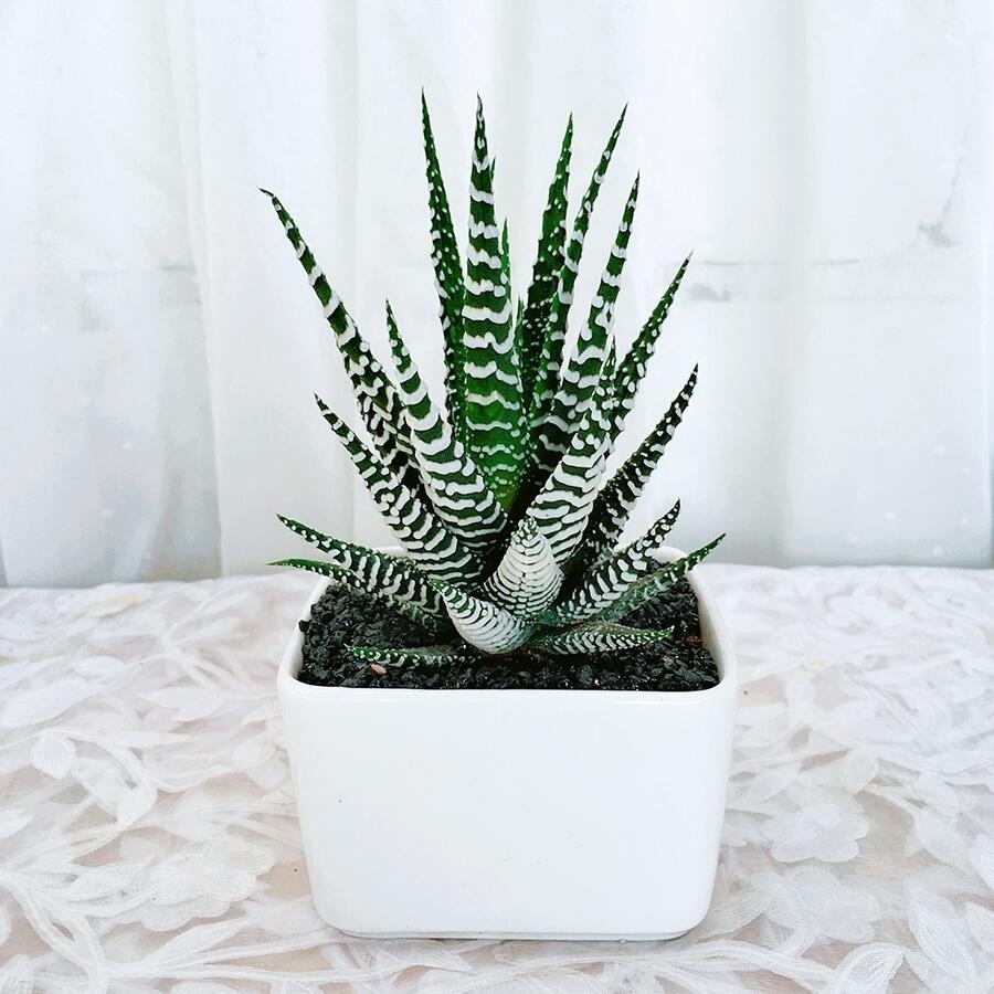 🎁Last Day 70% OFF🍃Zebra Haworthia – The Perfect Plant for Busy People🦓