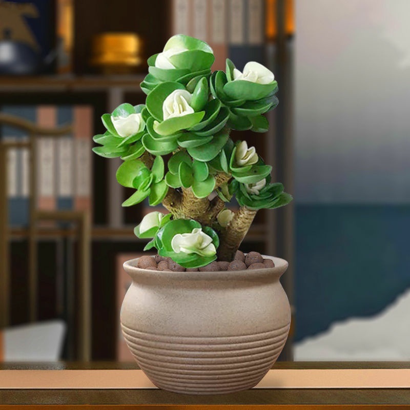 🎁Last Day 70% OFF🍀Rare White-Tipped Jade Plant – Symbol of Prosperity & Peace🌿
