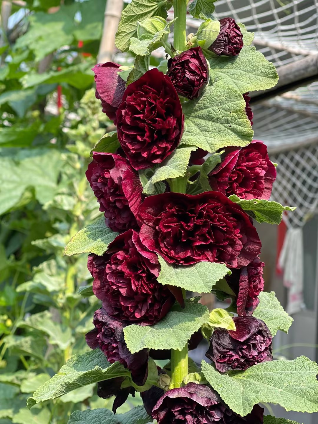 🌸Last Day Sale - 50% OFF💐Mix Color Double Hollyhock Seeds