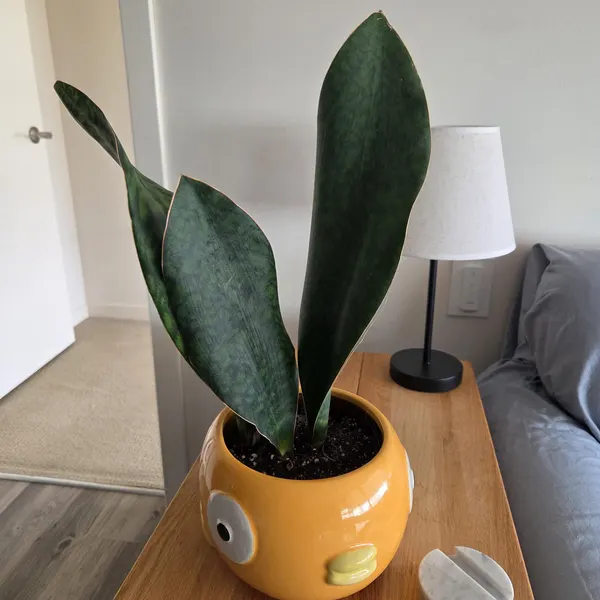 🎁Last Day 70% OFF🌿Rare Giant Whalefin Sansevieria - Thrives in 98.7% Home Conditions