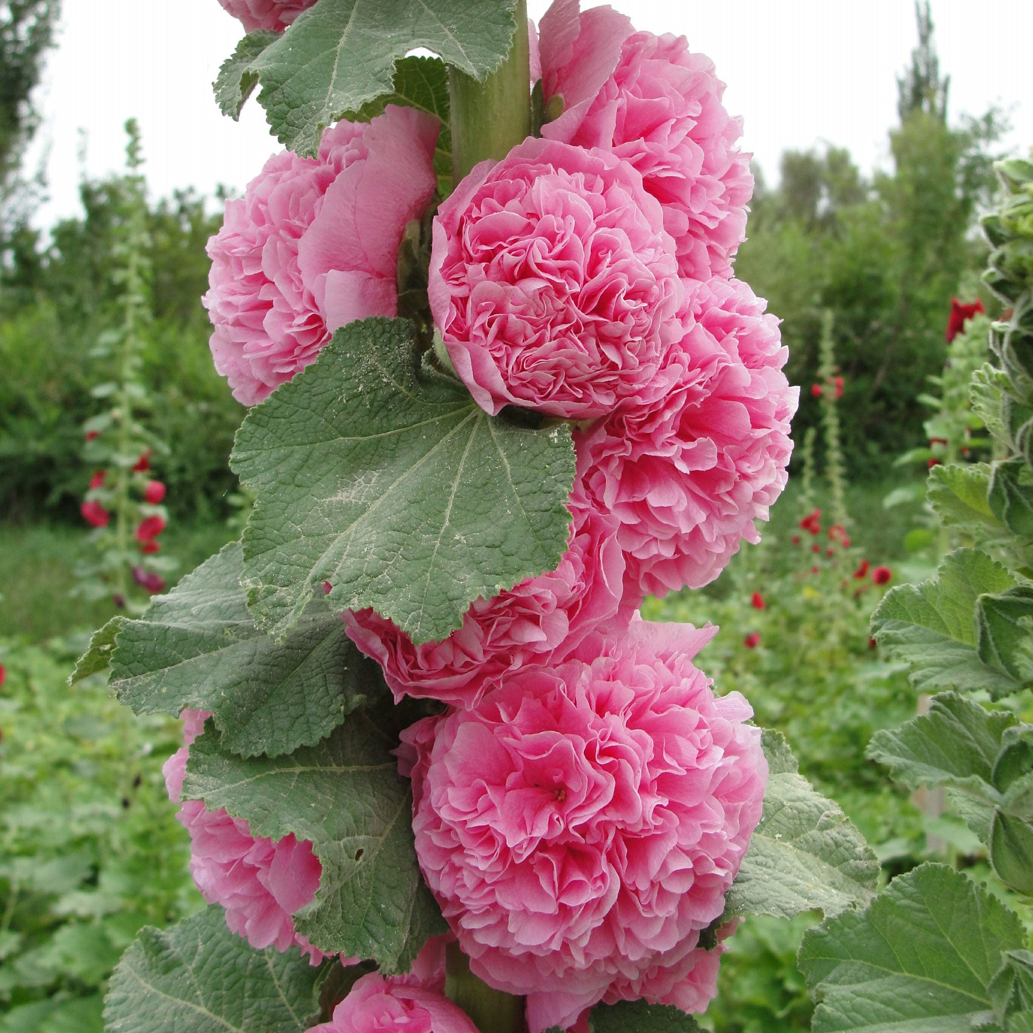 🌸Last Day Sale - 50% OFF💐Mix Color Double Hollyhock Seeds