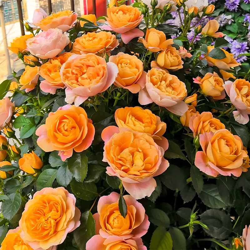 Potted Four Seasons Rose Juice Balcony