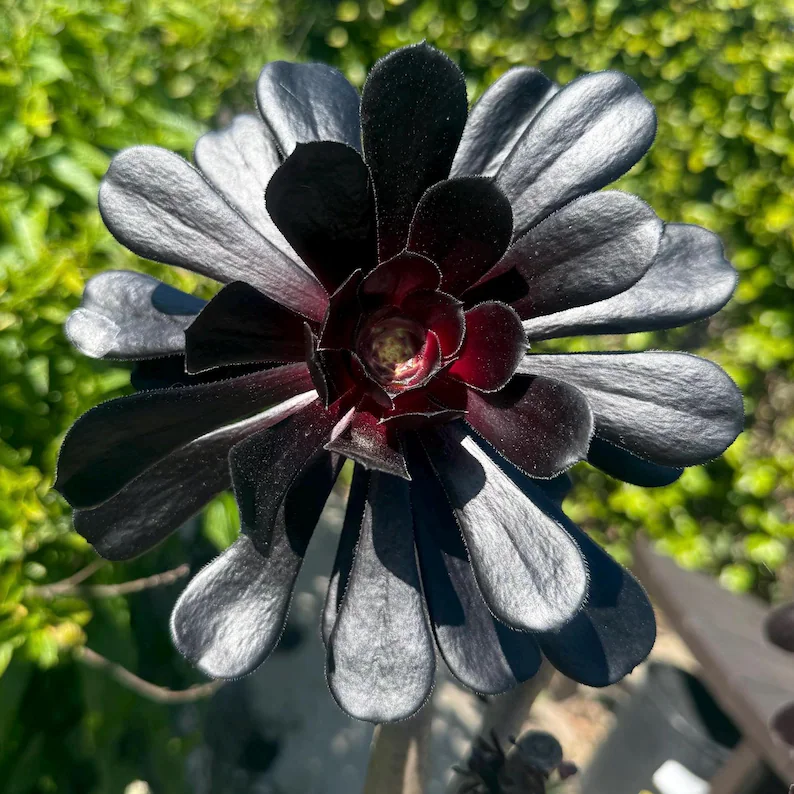 🎁Last Day 70% OFF🌑Aeonium 'Black Rose' – The Darkest Succulent You’ll Ever Grow🖤
