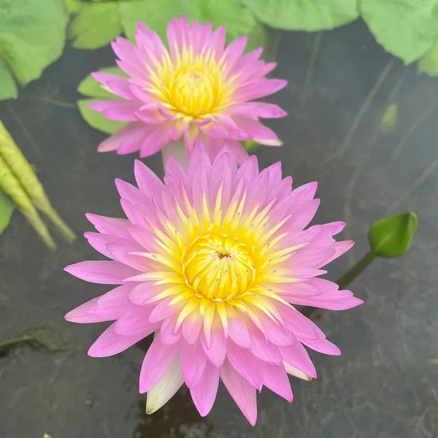【7 days germination】The Sacred Bonsai Bowl Lotus Flower (Mix Color)