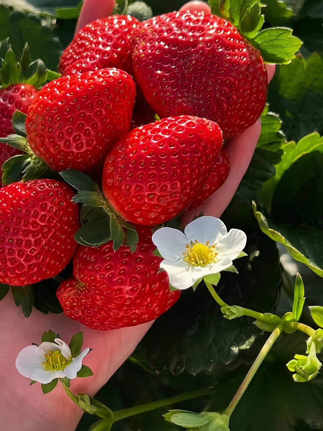 All-season Strawberry Seeds 🍓EverBloom Berries