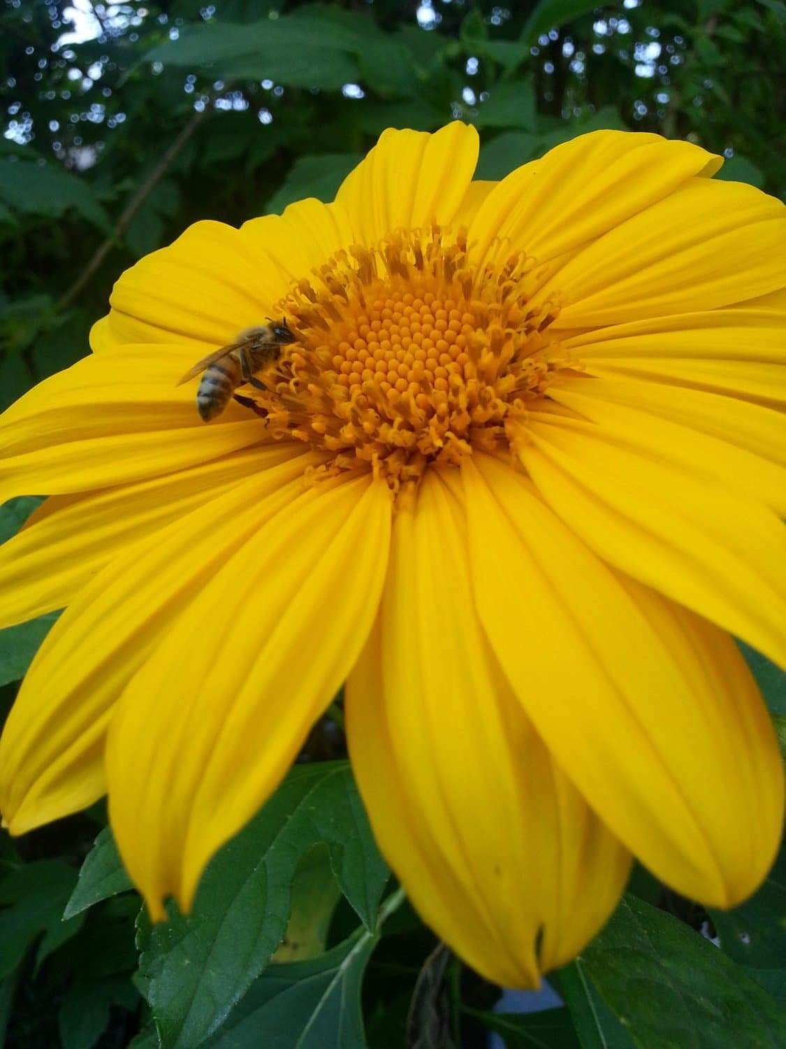 Mexican Sunflower Seeds - Yellow (Tithonia Speciosa Yellow Torch)  Seeds.