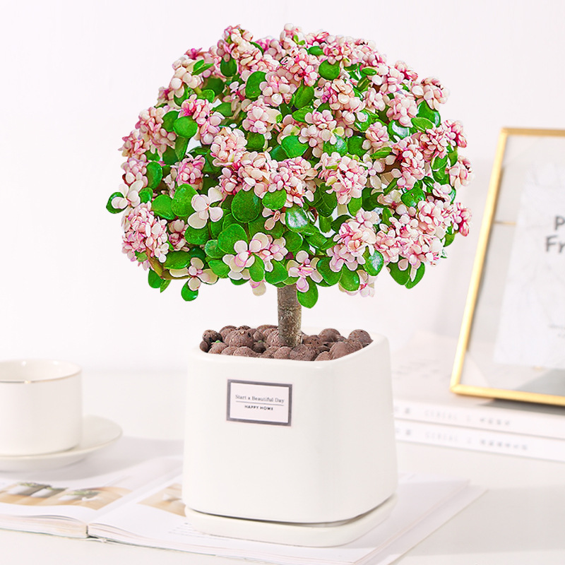 🎁Last Day 70% OFF🌺 Portulacaria afra 'Variegata' Succulents🍭