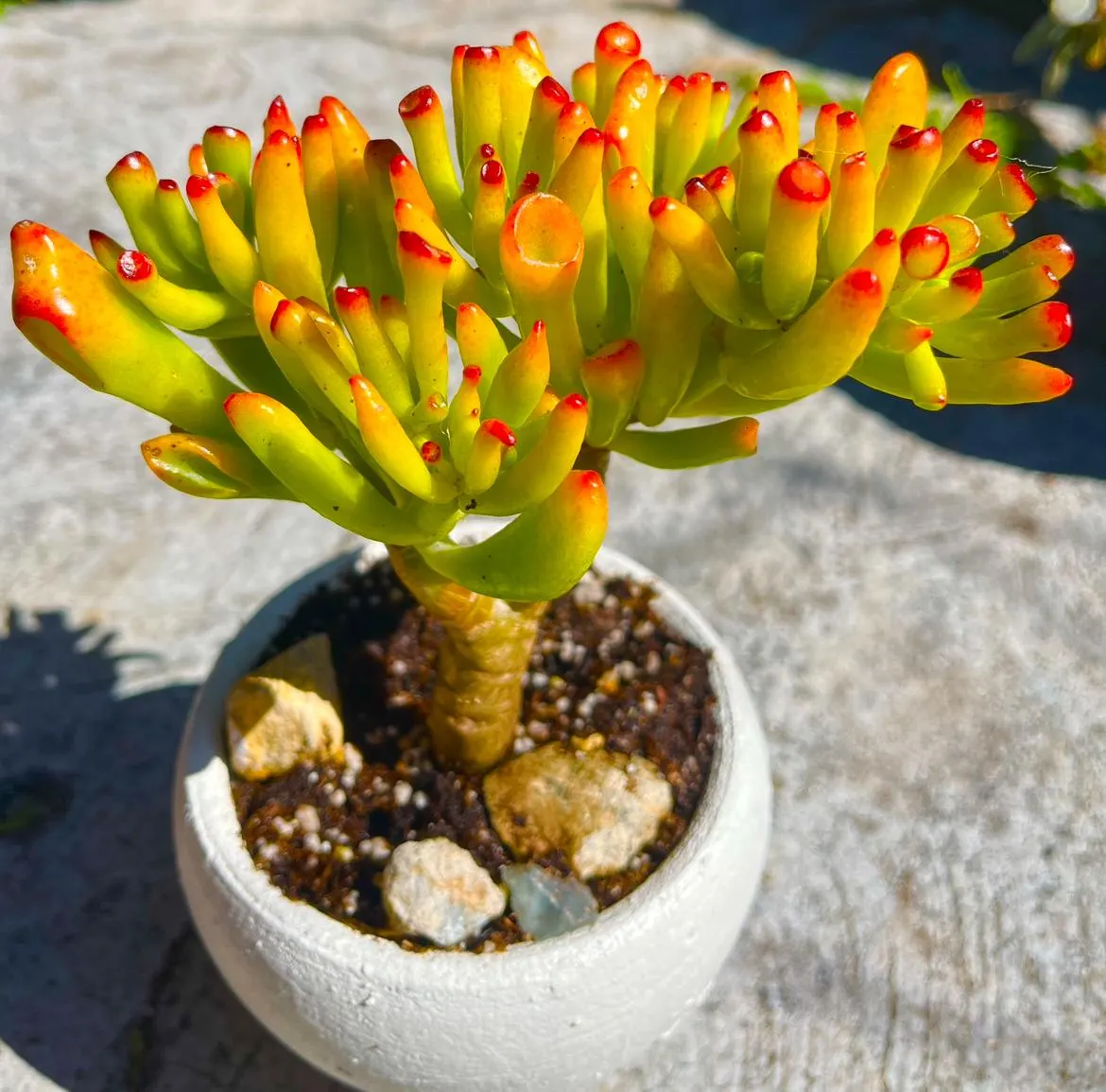 🎁Last Day 70% OFF🌵 Gollum Jade Plant (ET’s Finger) — Weird, Lucky & Low Maintenance! 🍀
