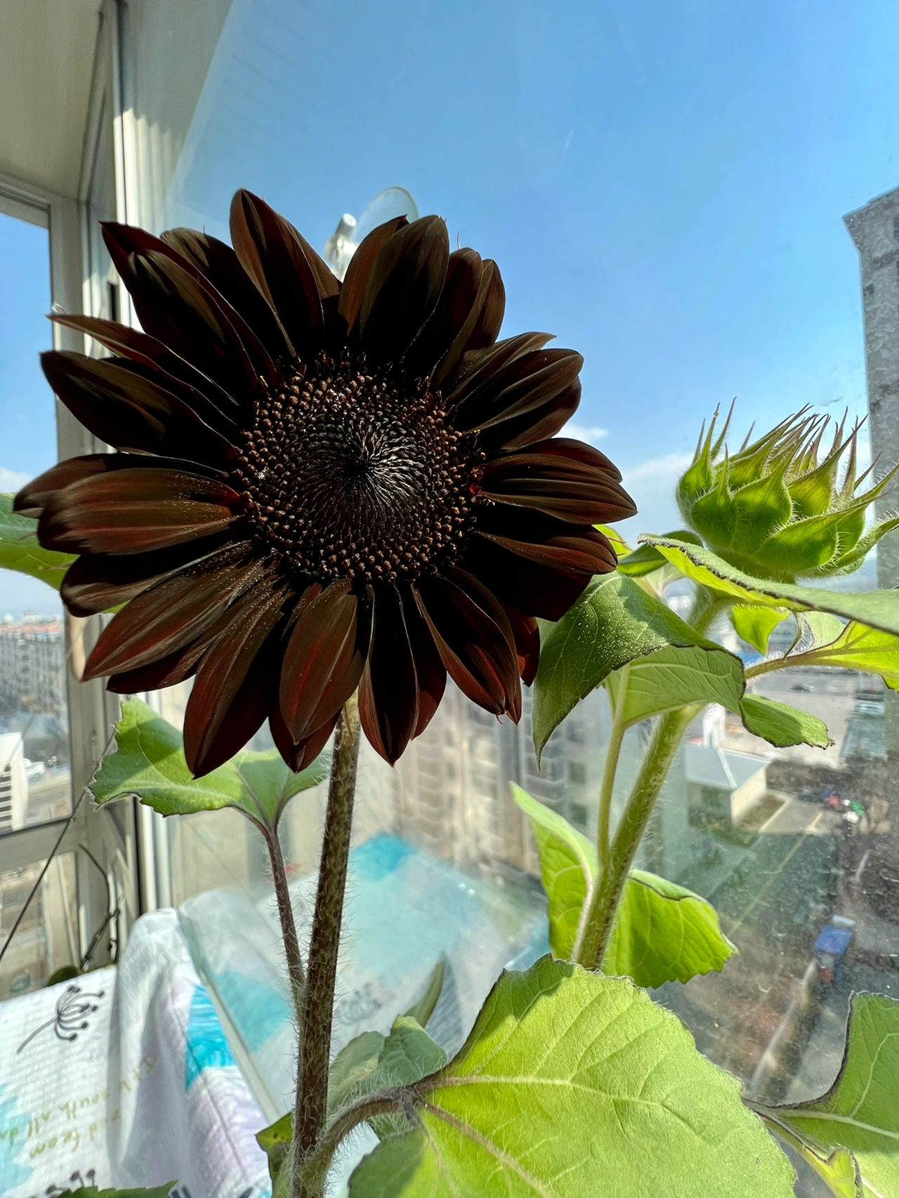 Rare Black Sunflower Seeds