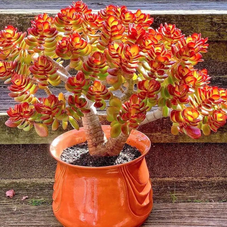 🎁Last Day 70% OFF🔥Campfire Crassula – Fiery Red & Rare!