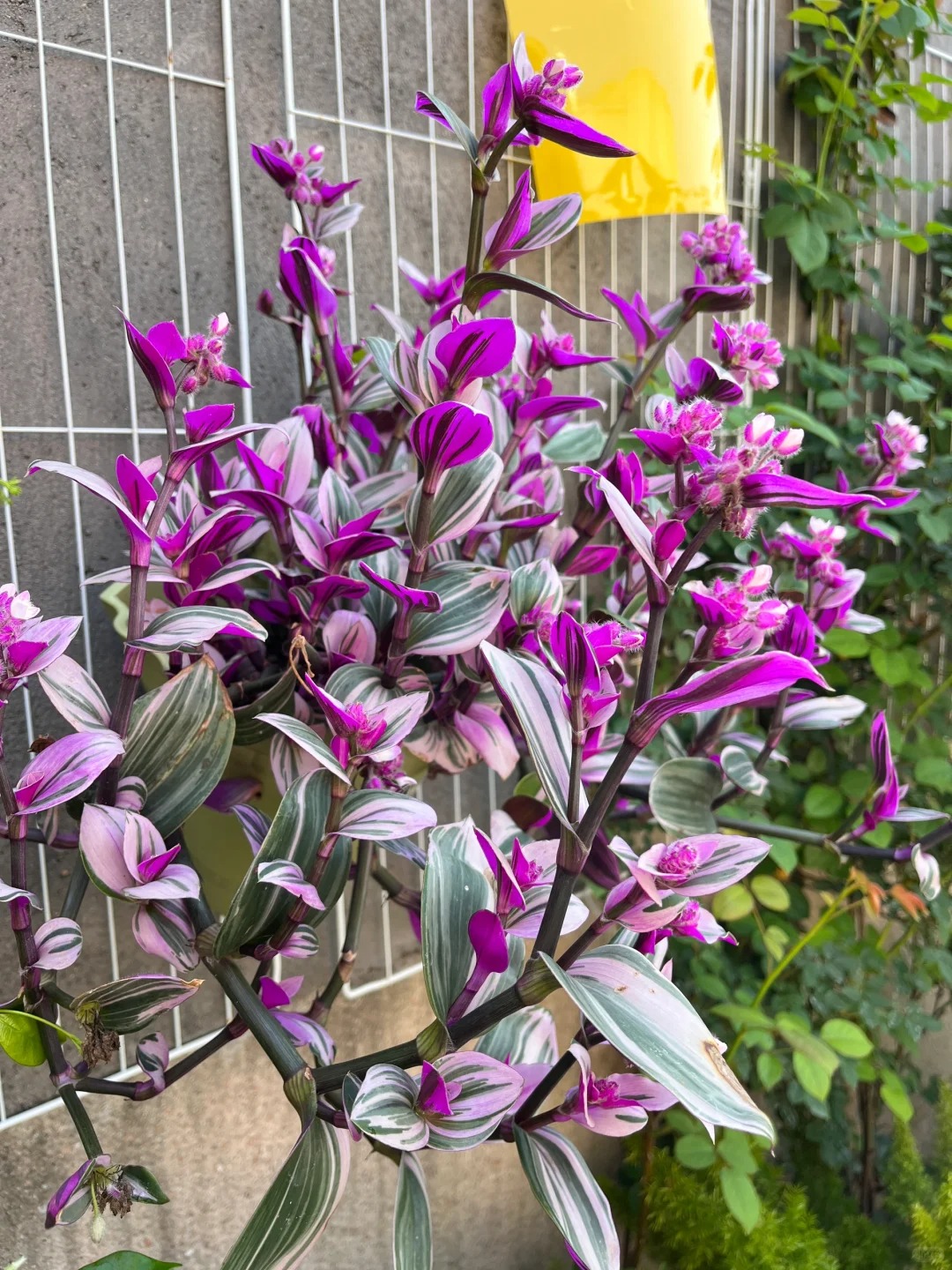 🎁Last Day 70% OFF🌿 Rare Pastel Wandering Plant — Easy Care & NASA-approved Air Purifier 🩷