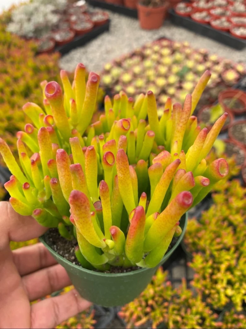 🎁Last Day 70% OFF🌵 Gollum Jade Plant (ET’s Finger) — Weird, Lucky & Low Maintenance! 🍀