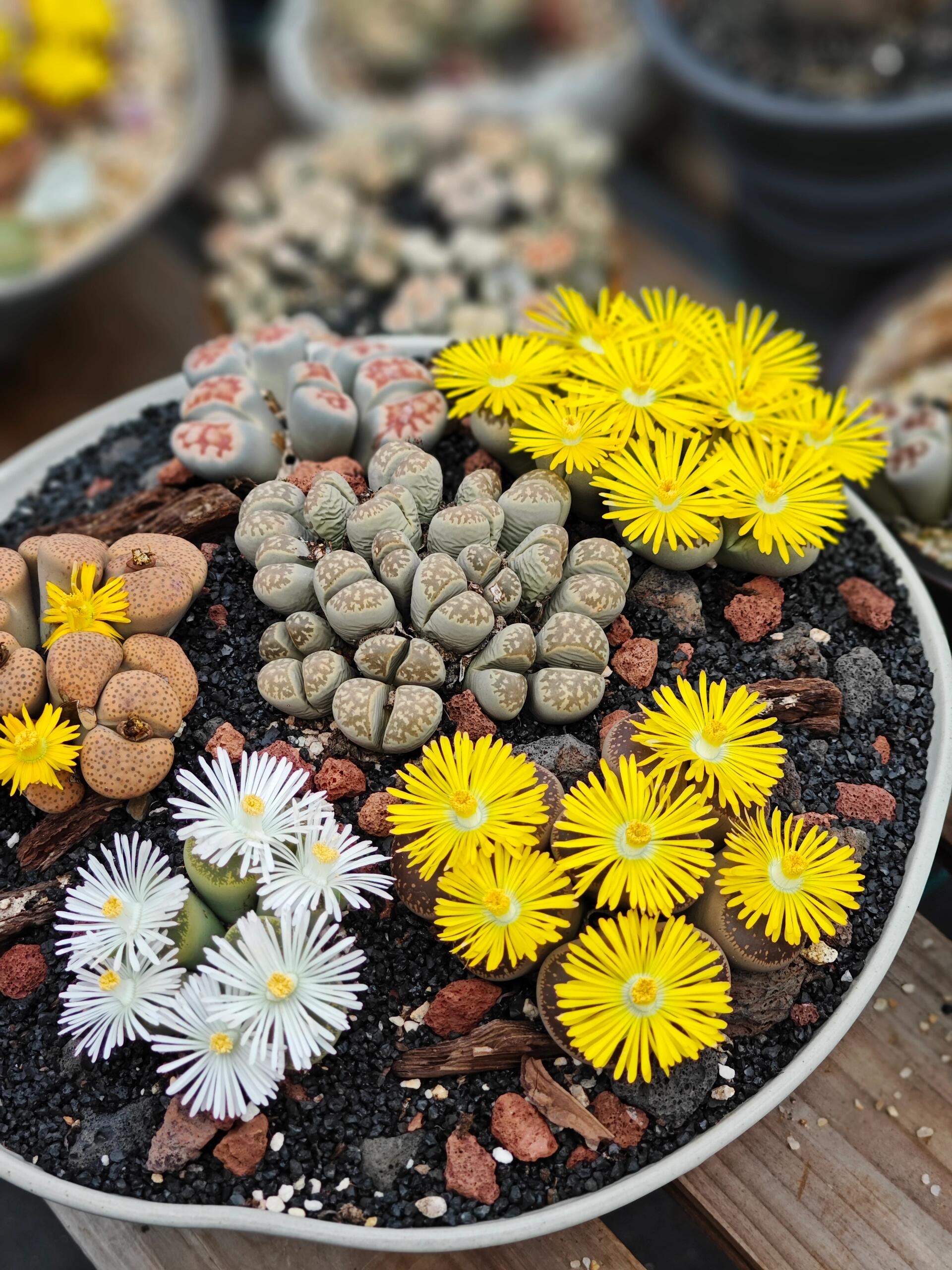 🎁Last Day 70% OFF🪨Lithops Succulent — 🎨Colorful Stone Shape & Easy Care