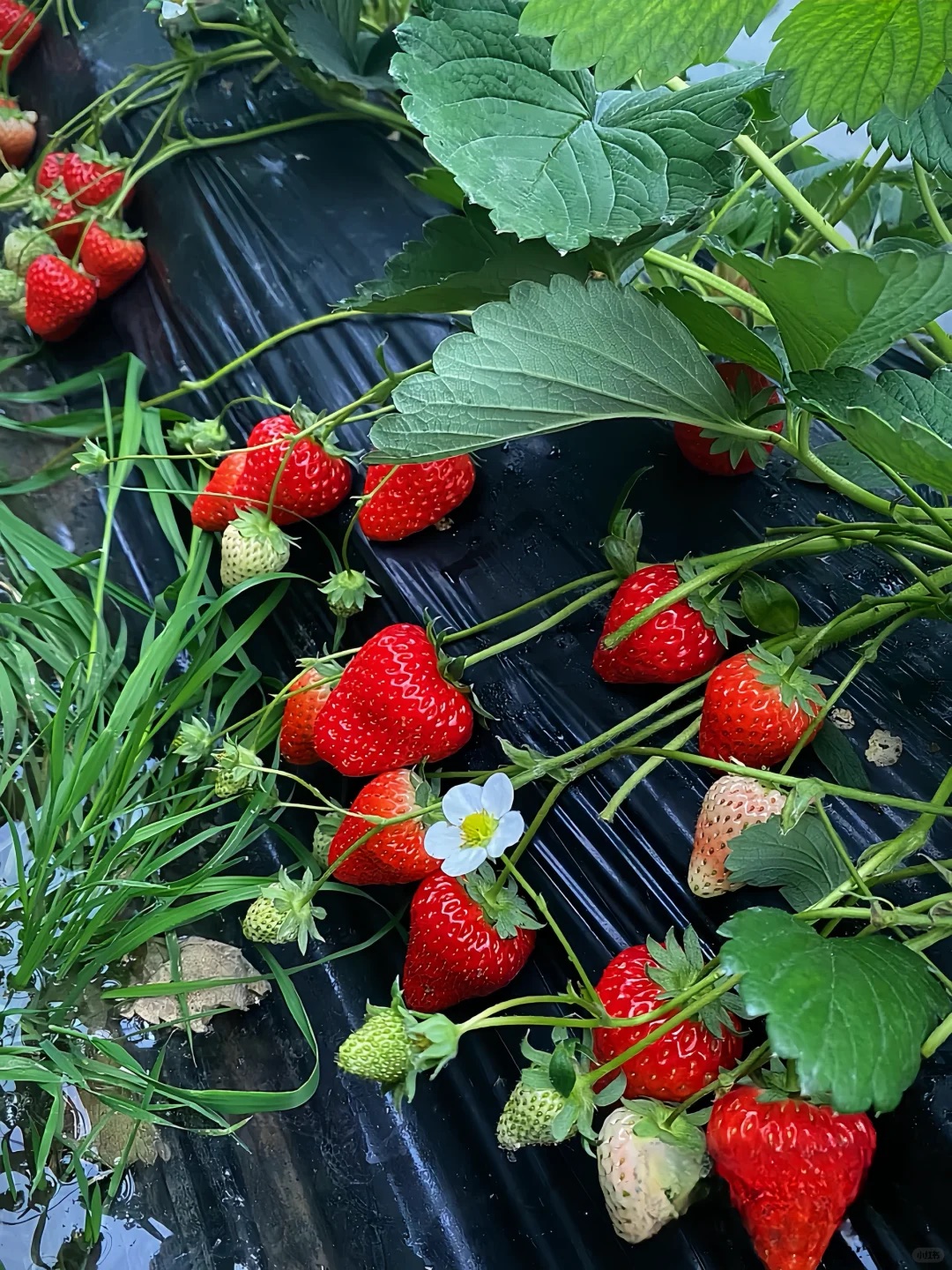 All-season Strawberry Seeds 🍓EverBloom Berries