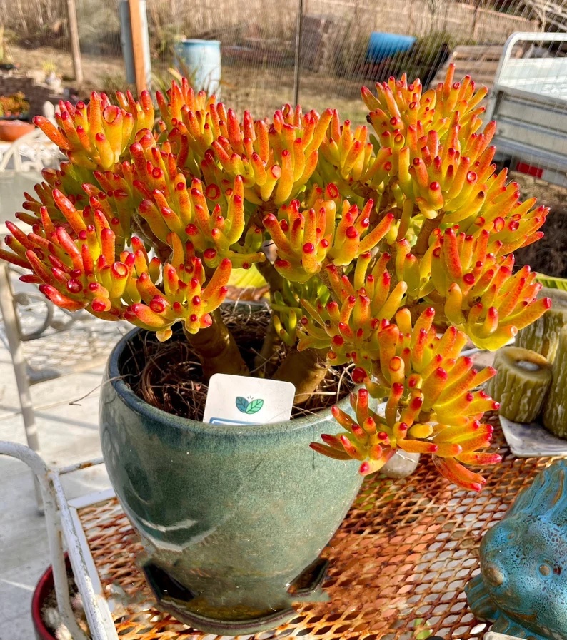 🎁Last Day 70% OFF🌵 Gollum Jade Plant (ET’s Finger) — Weird, Lucky & Low Maintenance! 🍀