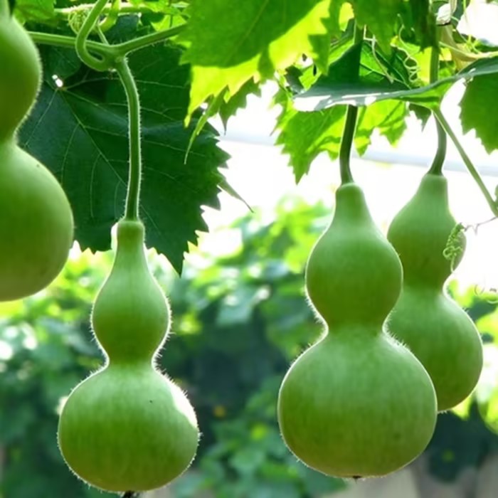 Hand-twisted Small Gourd Seeds