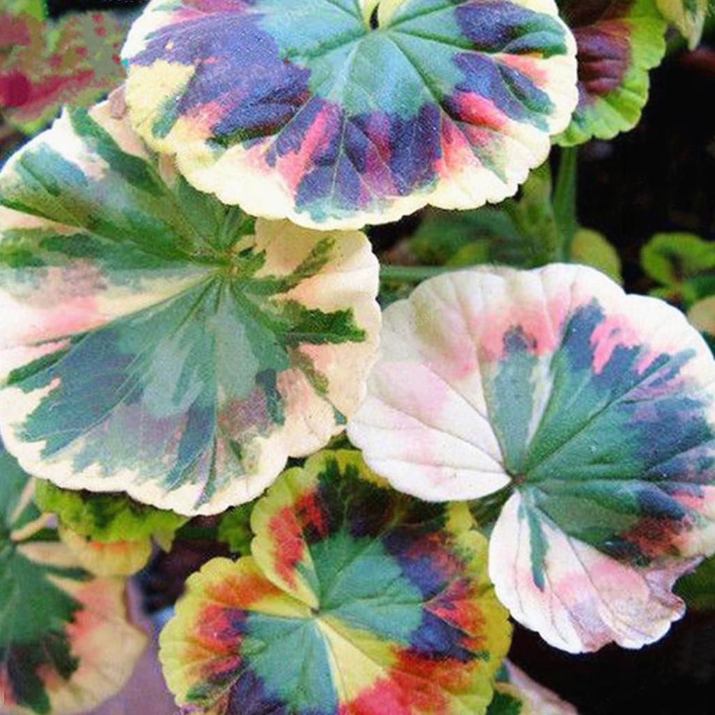 50pcs/Bag Coleus Bonsai Flower Leaf Plants Rainbow Dragon Seeds Garden