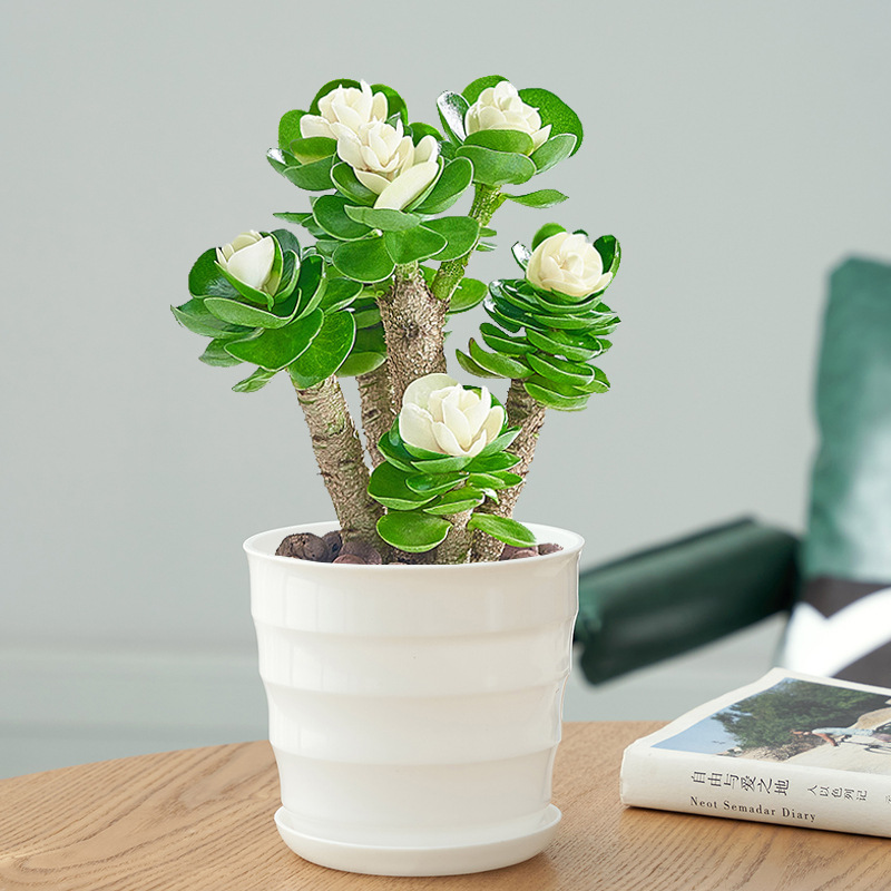 🎁Last Day 70% OFF🍀Rare White-Tipped Jade Plant – Symbol of Prosperity & Peace🌿