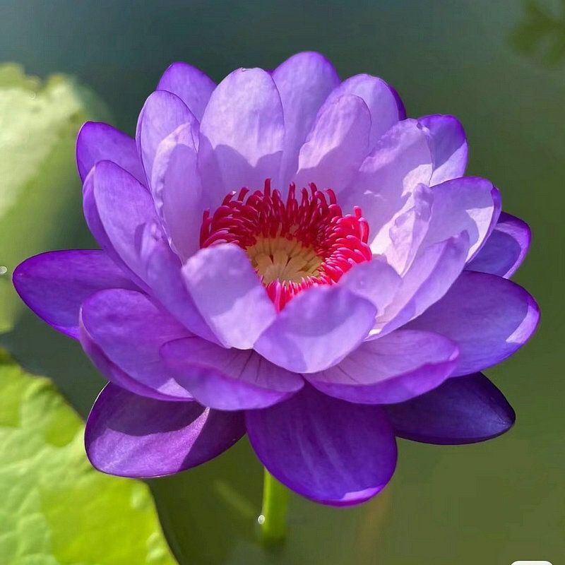 30 Samen🌸💎 SELTENE ART | 7-Tage-Keimung 🌱 2+1 GRATIS! – Nur heute! Bonsai-Schalen-Lotus-Samen