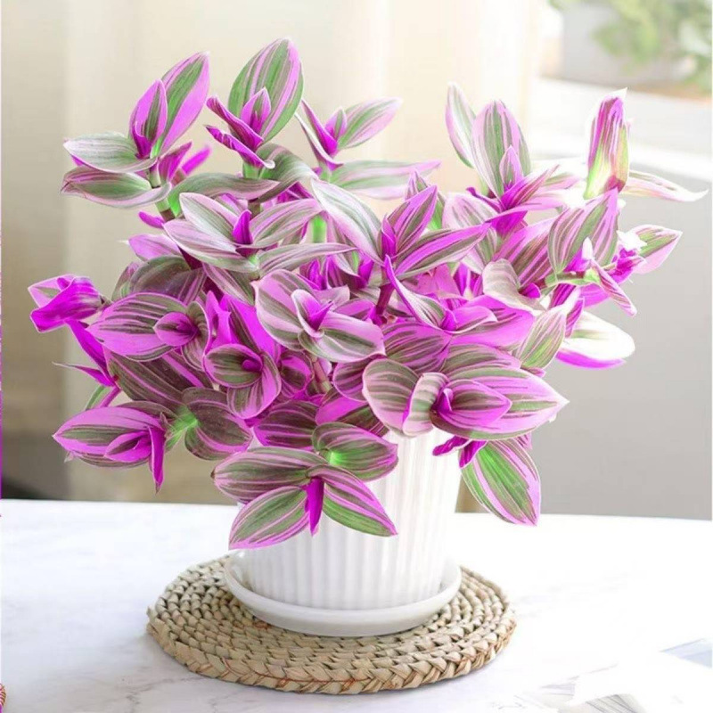 🌿 Purple Wandering Plant — Easy Care & NASA-approved Air Purifier 💜