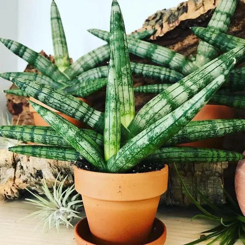 🎉Last Day 80% OFF🌿Sansevieria cylindrica 'Golden' | Rare Collector-Grade Snake Plant