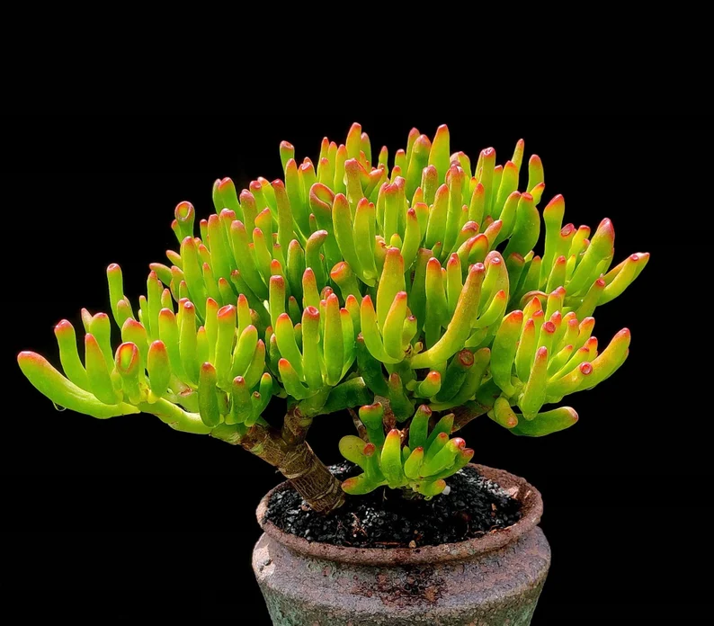🎁Last Day 70% OFF🌵 Gollum Jade Plant (ET’s Finger) — Weird, Lucky & Low Maintenance! 🍀