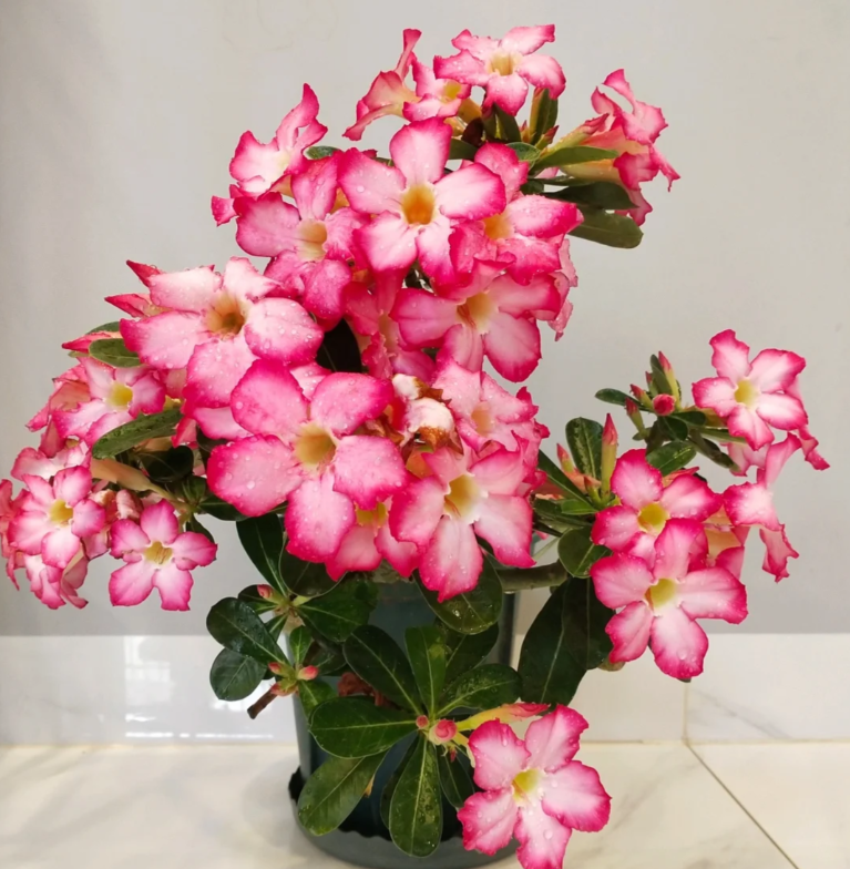 Pink Ladye??oDesert Rose Seeds