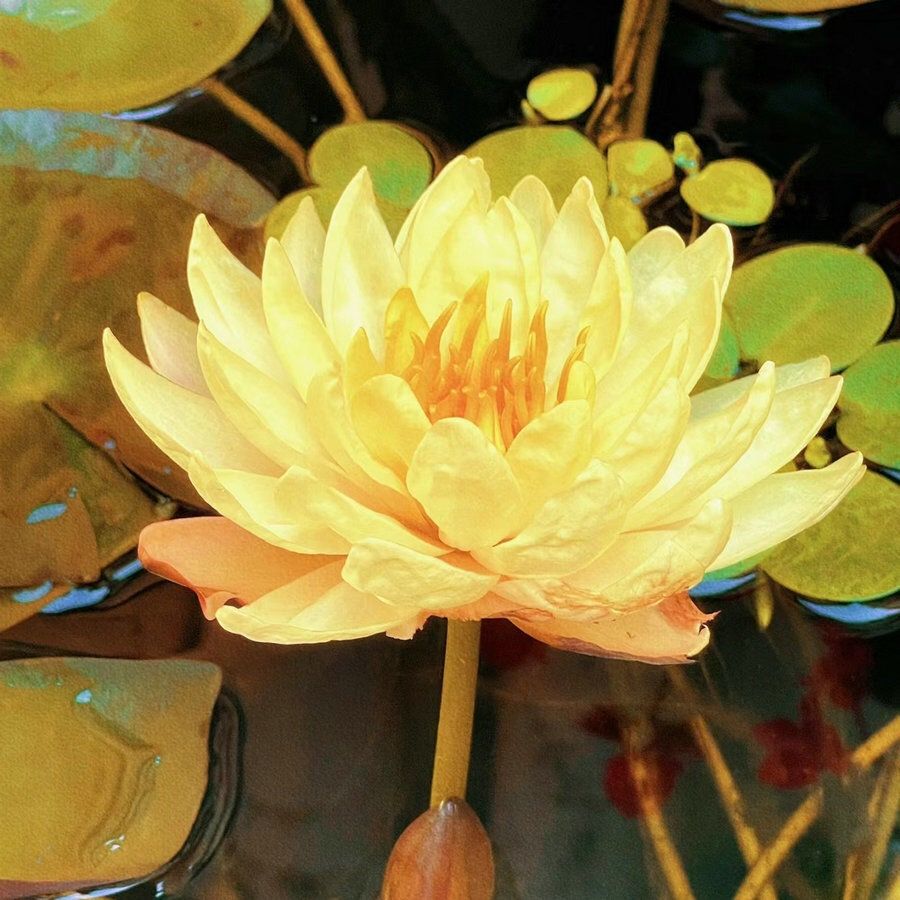 30 Samen🌸💎 SELTENE ART | 7-Tage-Keimung 🌱 2+1 GRATIS! – Nur heute! Bonsai-Schalen-Lotus-Samen
