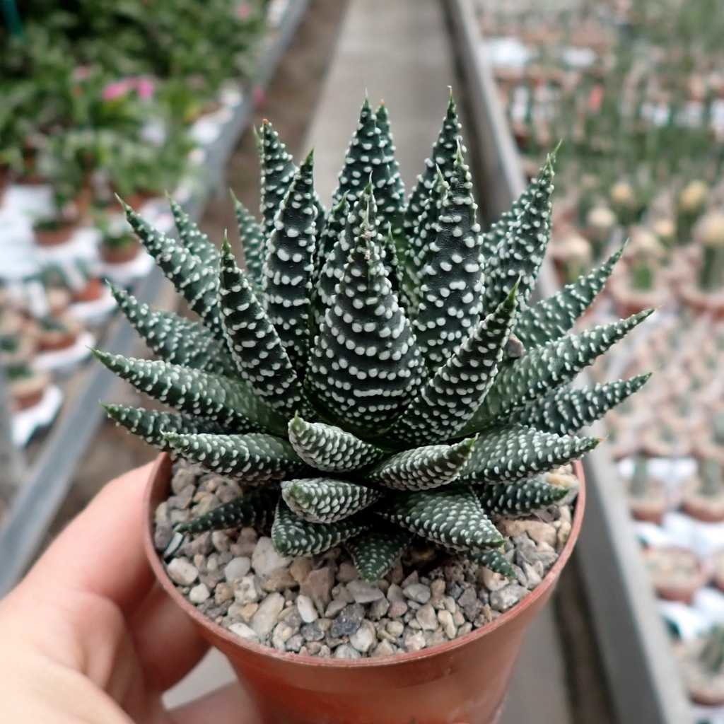 🎁Last Day 70% OFF🍃Zebra Haworthia – The Perfect Plant for Busy People🦓