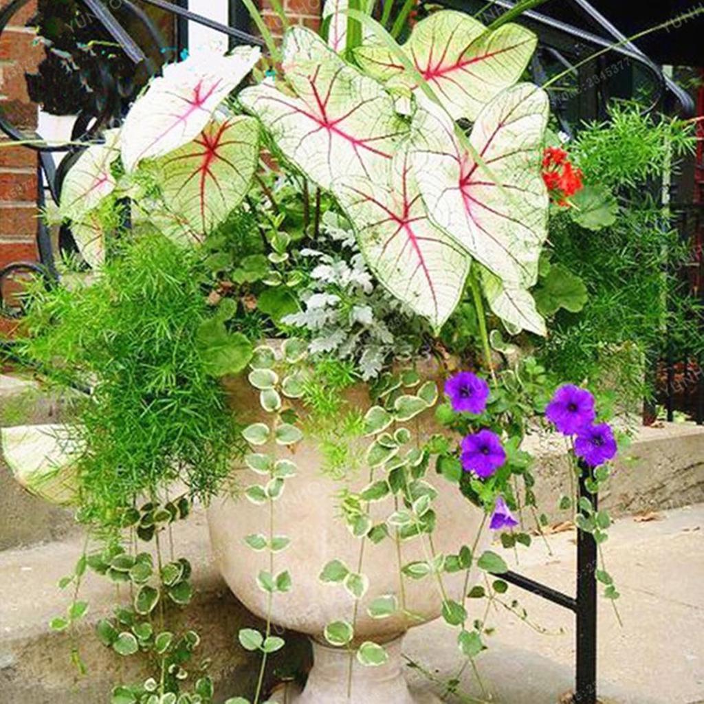 50pcs/Bag Coleus Bonsai Flower Leaf Plants Rainbow Dragon Seeds Garden