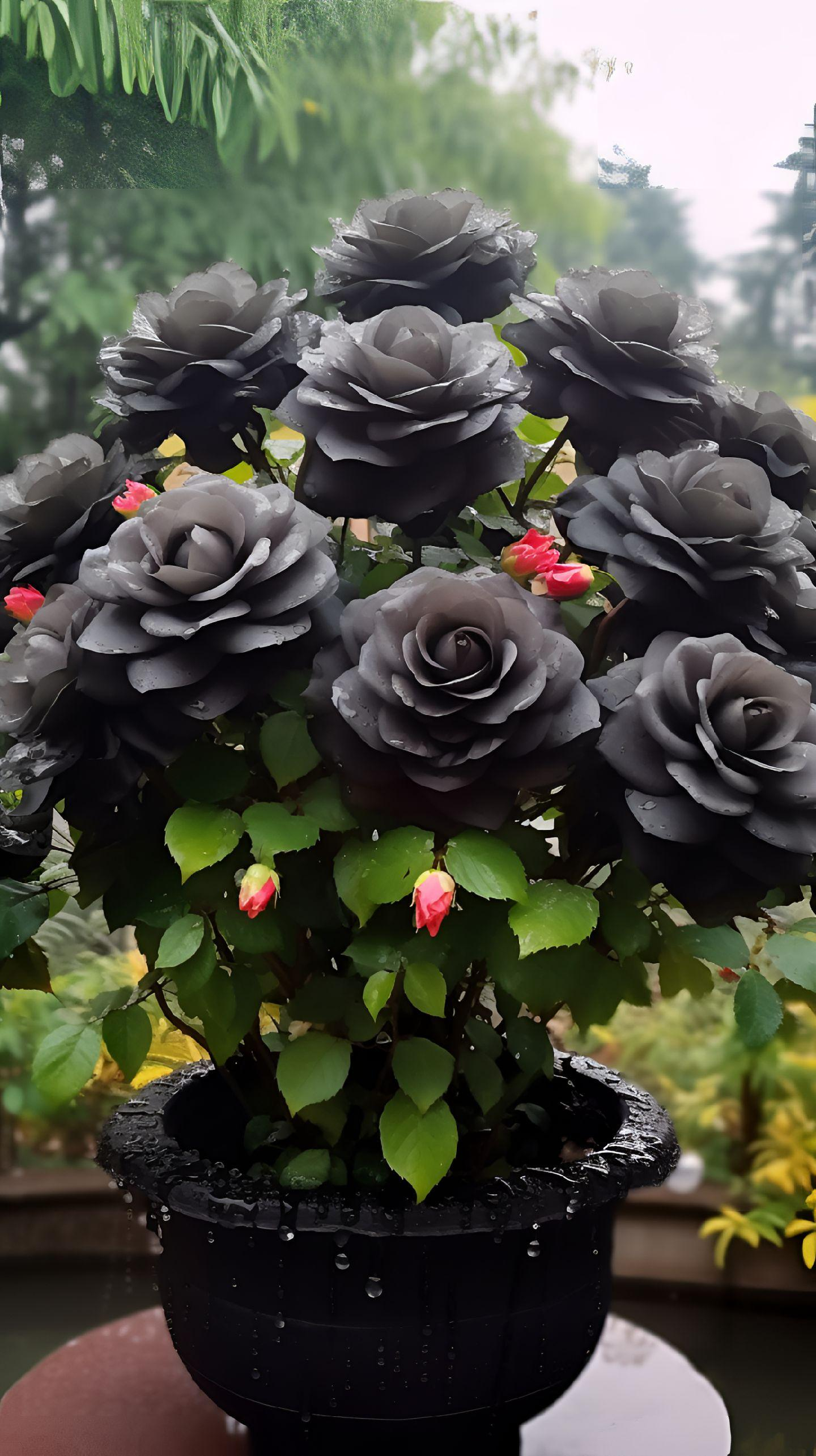 Rare Black Rose Seeds For Home Potted Garden