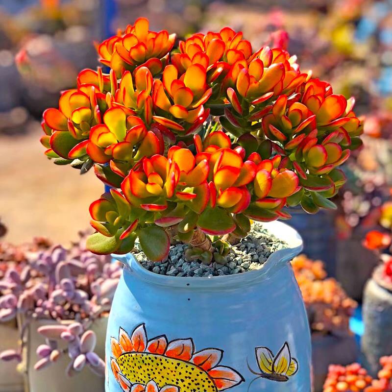 🎁Last Day 70% OFF🔥Campfire Crassula – Fiery Red & Rare!