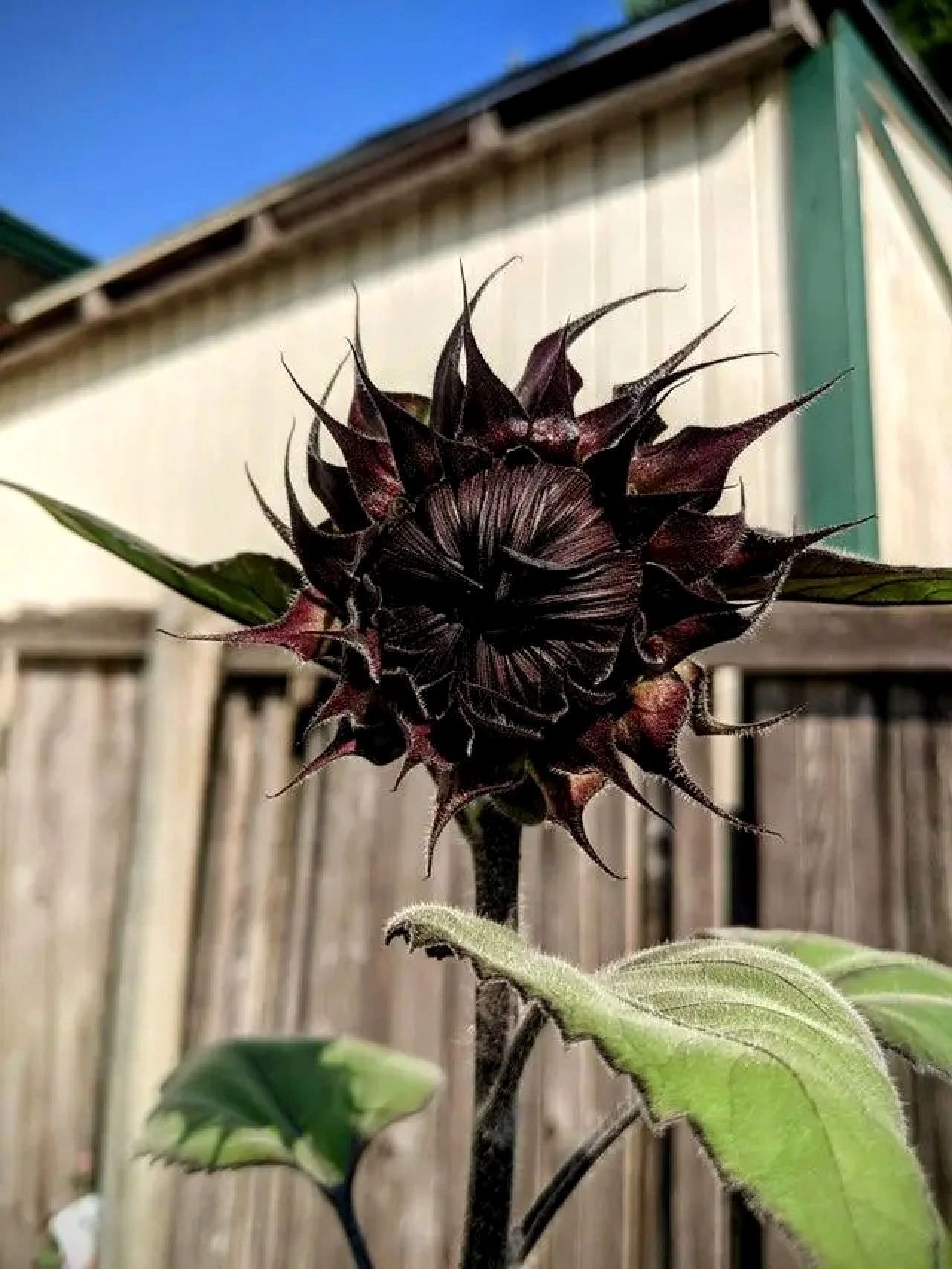 Rare Black Sunflower Seeds