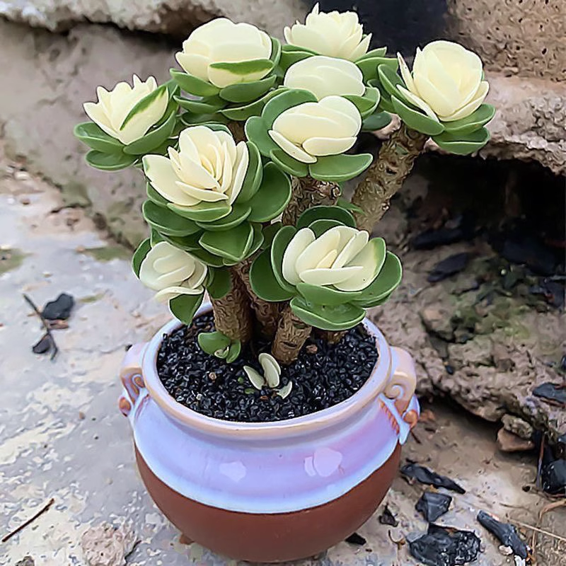 🎁Last Day 70% OFF🍀Rare White-Tipped Jade Plant – Symbol of Prosperity & Peace🌿