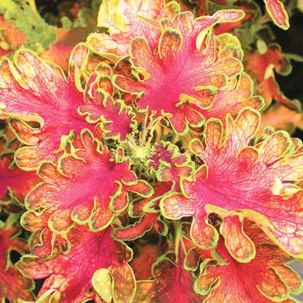 50pcs/Bag Coleus Bonsai Flower Leaf Plants Rainbow Dragon Seeds Garden