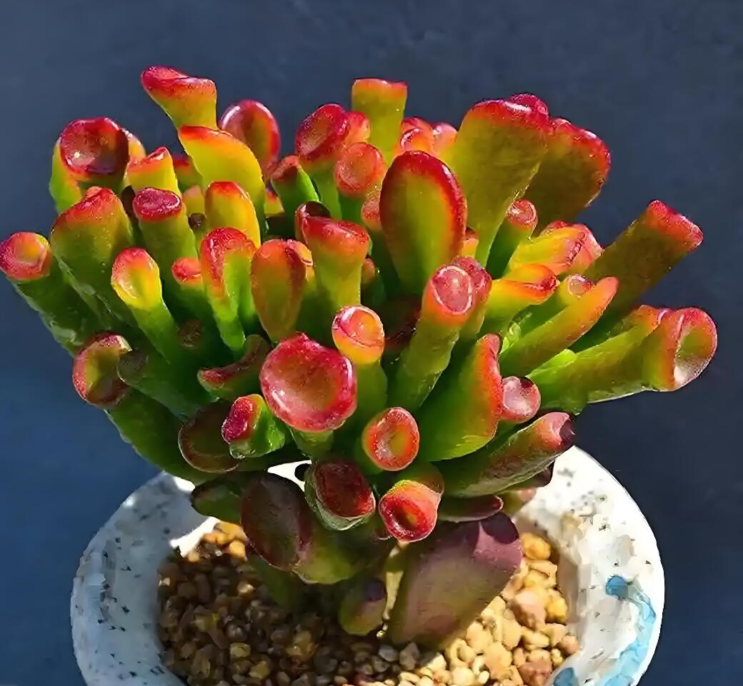 🎁Last Day 70% OFF🌵 Gollum Jade Plant (ET’s Finger) — Weird, Lucky & Low Maintenance! 🍀