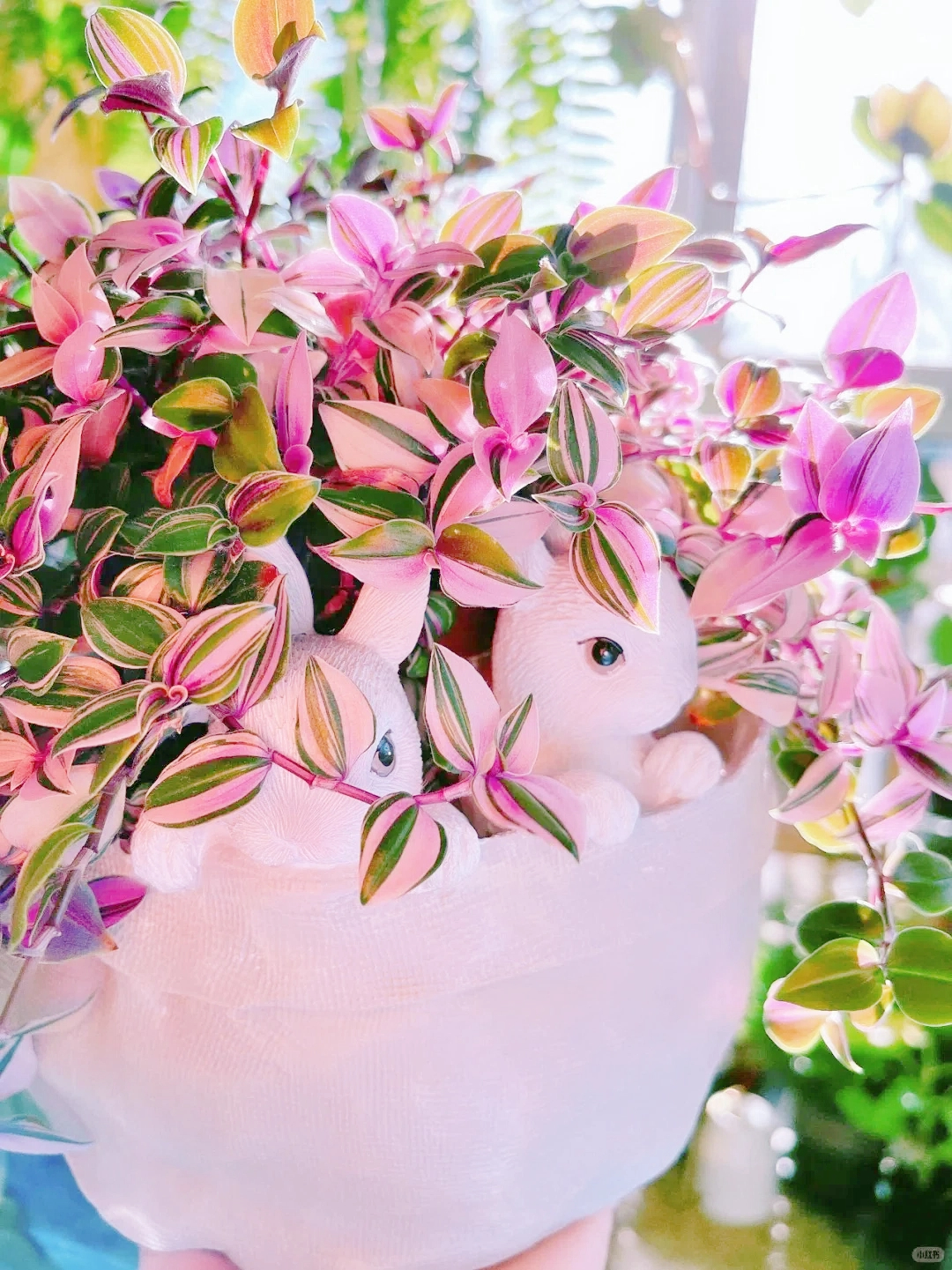 🎁Last Day 70% OFF🌿 Rare Pastel Wandering Plant — Easy Care & NASA-approved Air Purifier 🩷