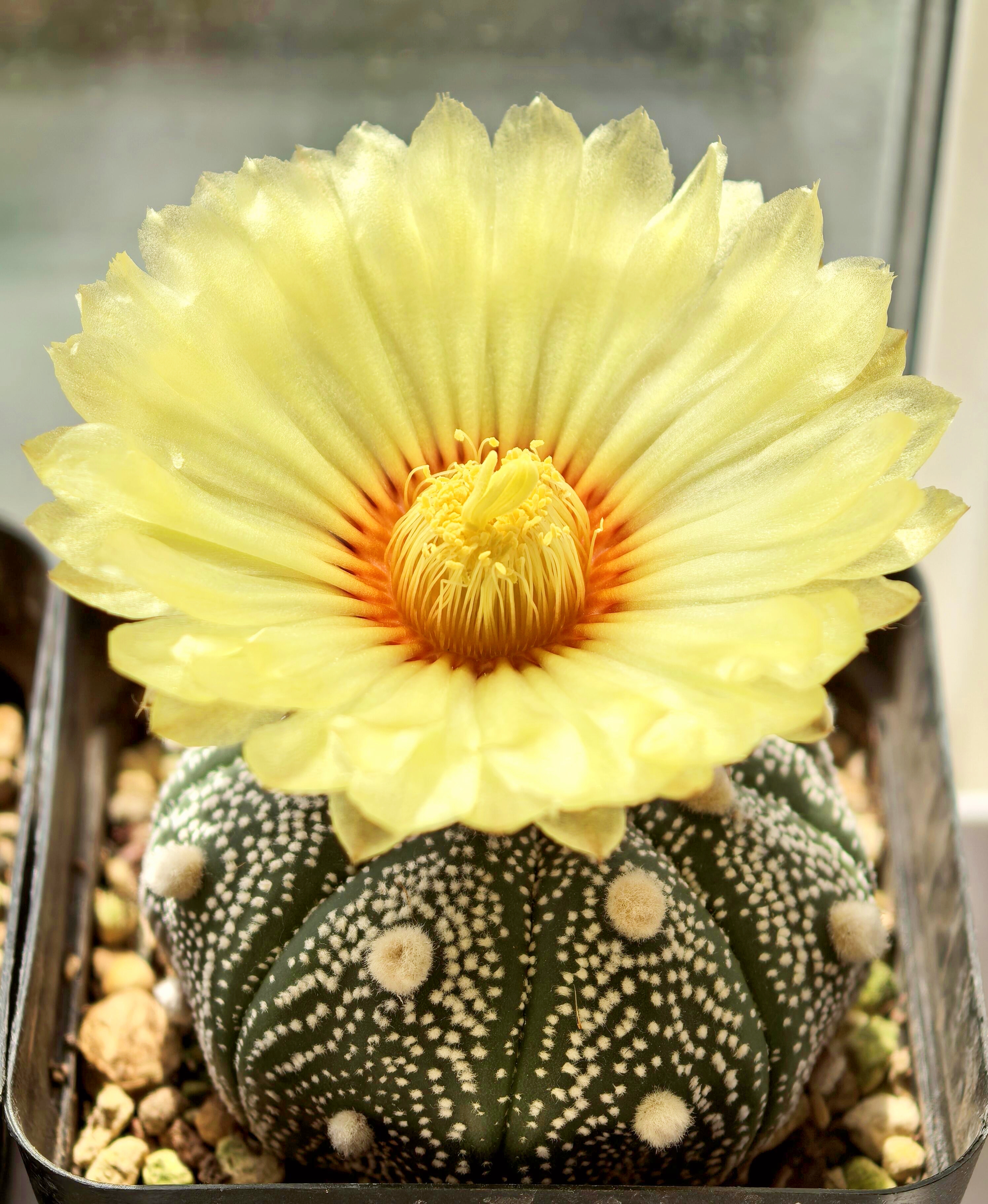 Last Day 70% OFF🌵Golden Astrophytum – Unique Cactus That Blooms in Magical Colors🌈