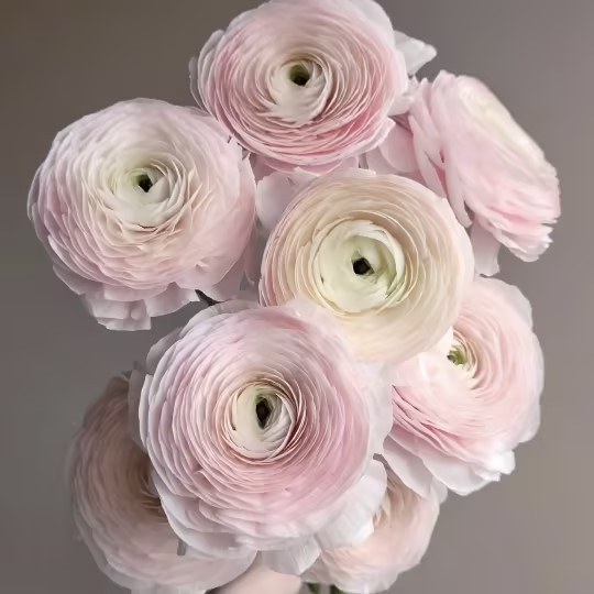 Buttercup Peony-Integrate Elegance And Luxury Into One
