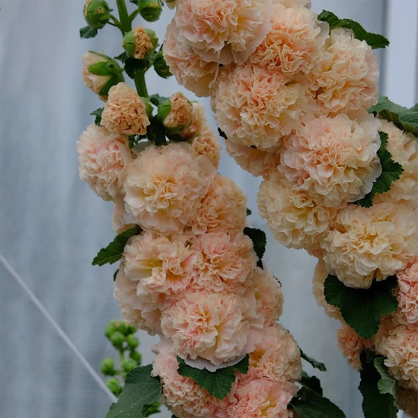 Alcea, Hollyhocks Peaches and Dreams
