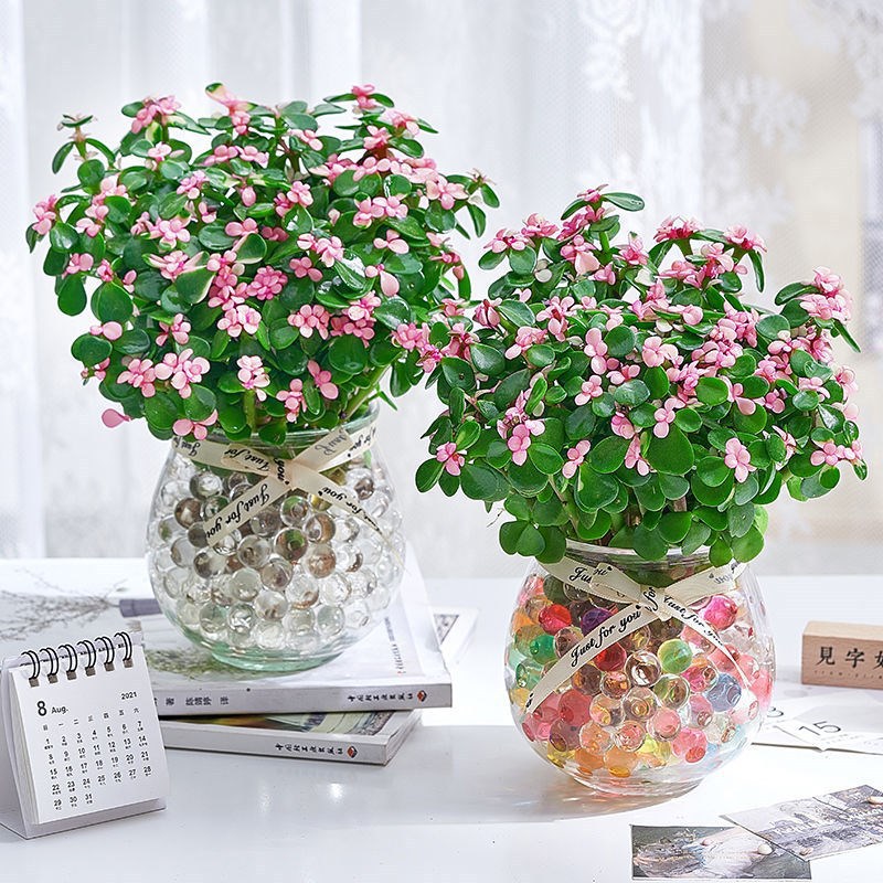 🎁Last Day 70% OFF🌺 Portulacaria afra 'Variegata' Succulents🍭