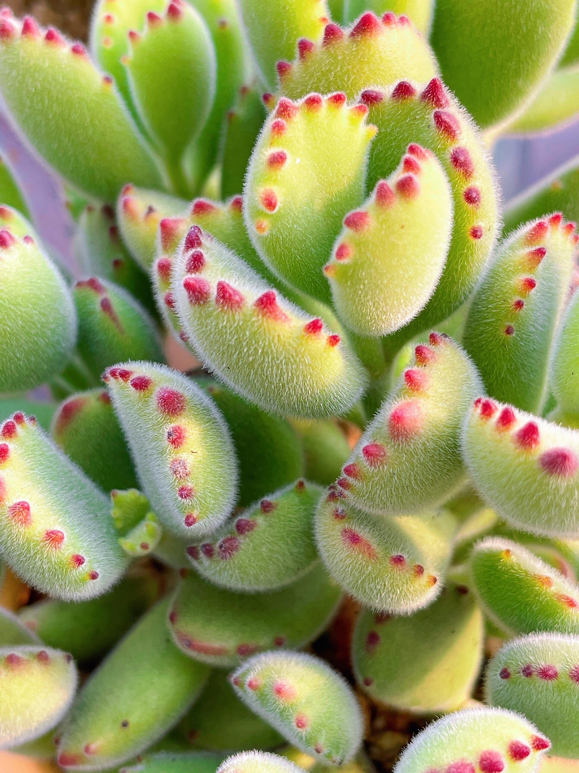 Bear Paw Succulent  - Unique Look & Colorful Charm!