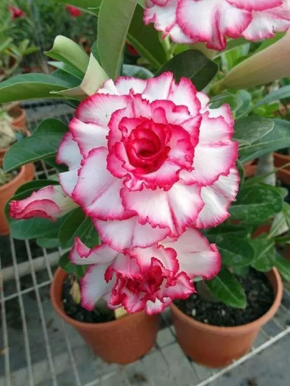 Beautiful whirlpoole - Desert Rose Seeds