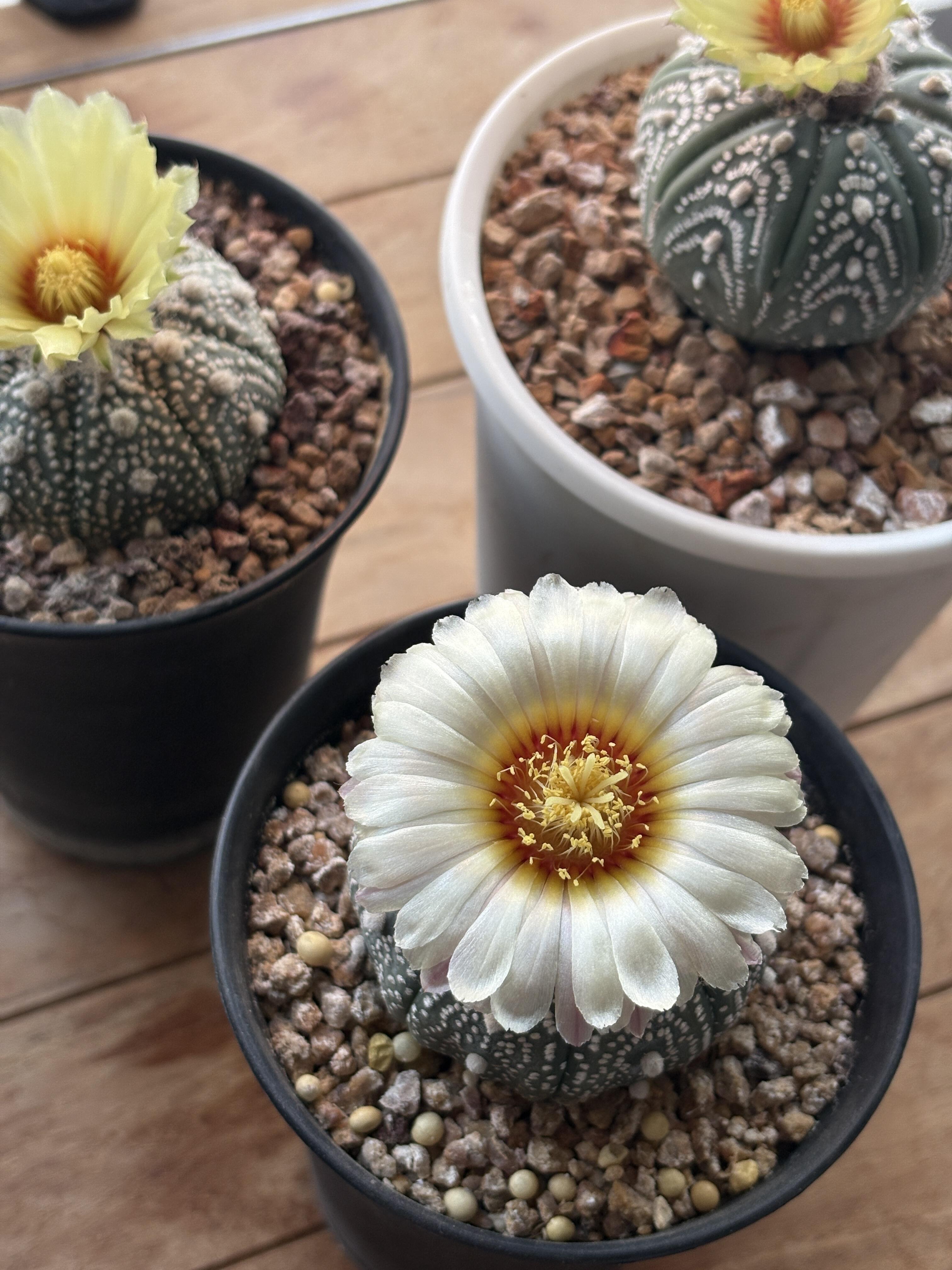 Last Day 70% OFF🌵Golden Astrophytum – Unique Cactus That Blooms in Magical Colors🌈