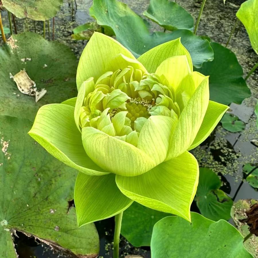 【7 days germination】The Sacred Bonsai Bowl Lotus Flower (Mix Color)