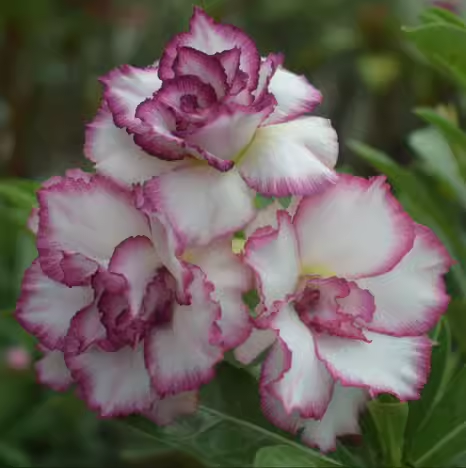 Beautiful whirlpoole - Desert Rose Seeds