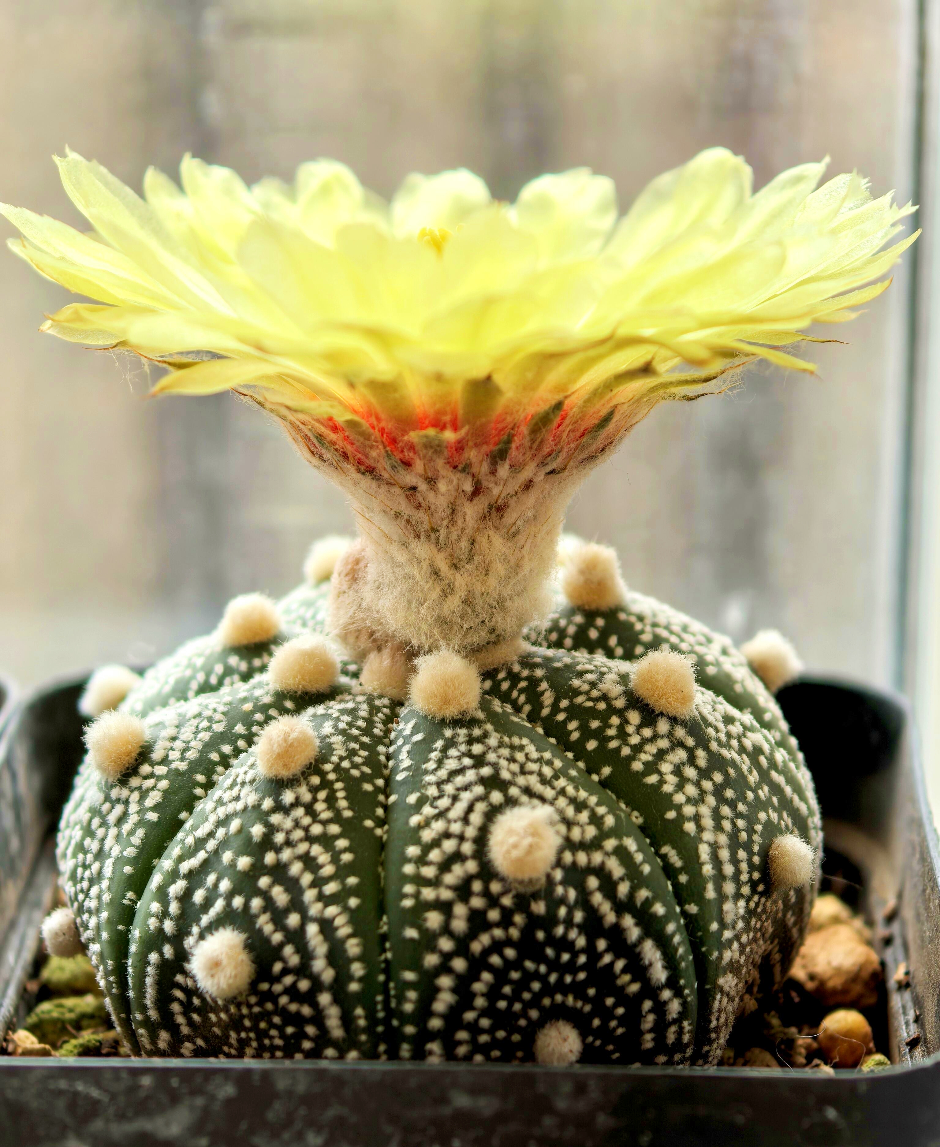 Last Day 70% OFF🌵Golden Astrophytum – Unique Cactus That Blooms in Magical Colors🌈