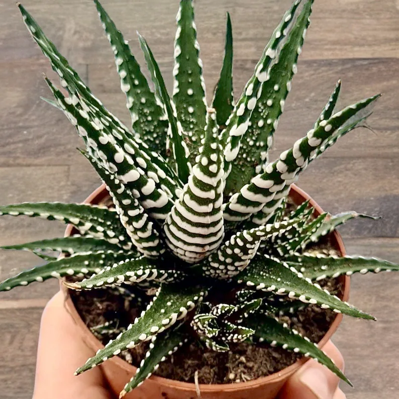 🎁Last Day 70% OFF🍃Zebra Haworthia – The Perfect Plant for Busy People🦓